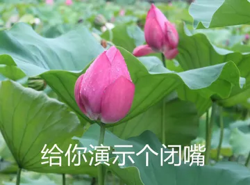 给你演示个闭嘴（含苞待放的荷花） - 近期斗图表情包精选-2018-9-18