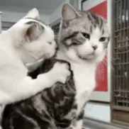 猫猫动图表情包