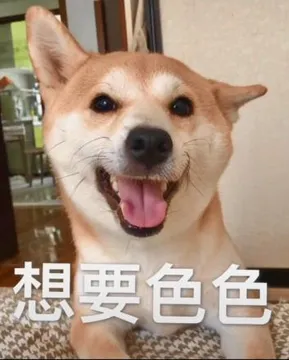不可以色色表情包-可以色色（柴犬）