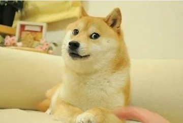 躲沙发上