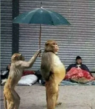 给领导撑伞(猴子)