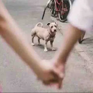 单身狗表情包
