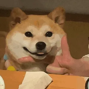 2(狗狗动图表情包)