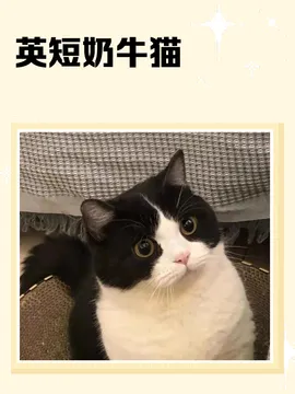 的身体和呆萌的表情,心都要化了~今天就来聊聊这可爱的英短奶牛猫吧!