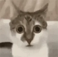 震惊猫瞪大眼睛表情包