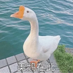美鹅在此