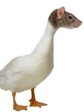 鼠鼠我鸭表情包
