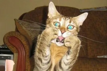 shocked cat