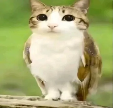 猫头鹰小猫表情包