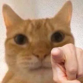 猫咪指你