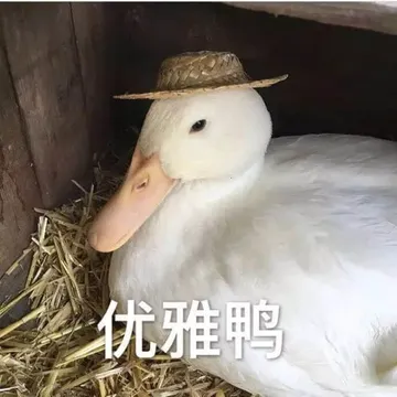 开心鸭00023-优雅鸭