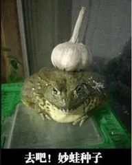 去吧!妙蛙种子