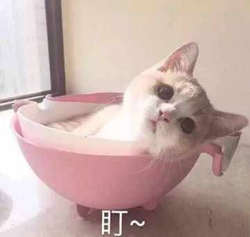 (小猫)盯