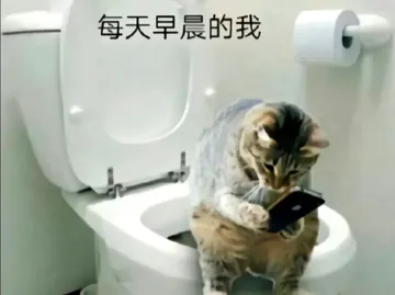 每天早晨的我 ，猫咪蹲在马桶上玩手机