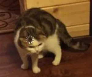 Loading cat