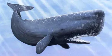 sperm whale