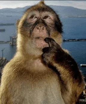 monkey thinking