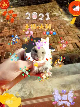 ?仓鼠圆圆的日常生活