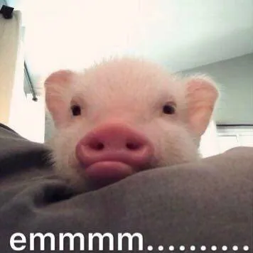 emmmm(小猪)