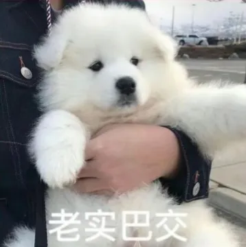 老实巴交