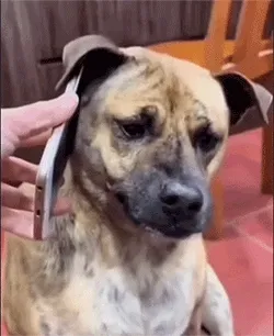 狗子接听电话愤怒龇牙gif表情包，什么？那批屎被劫了？