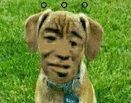 无语狗狗