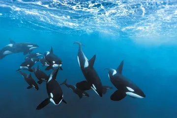 Orca Pod