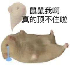 鼠鼠我啊真的顶不住啦