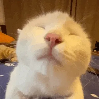 猫猫 亲亲 GIF 动图