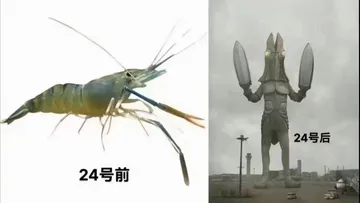 24号后24号前
