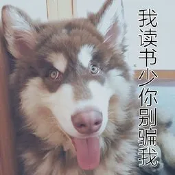 哈士奇与蘑菇头和熊猫人