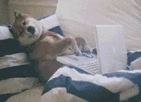 狗狗打键盘