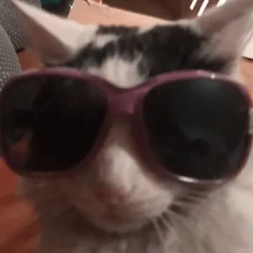 猫猫头演我精神状态