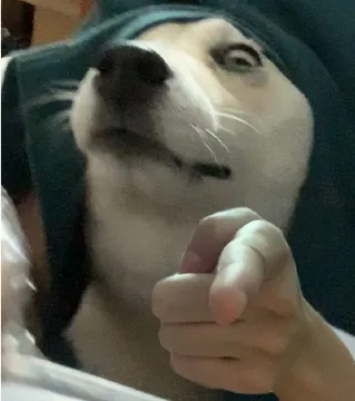 狗狗指人表情包