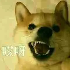 柴犬斗图表情包