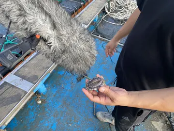 Abalone on mic