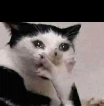 Shocked cat