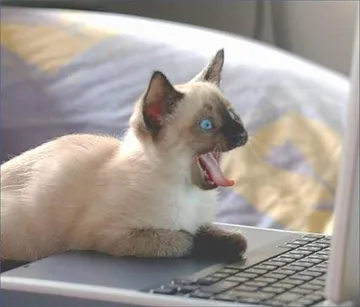 cat programmer