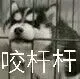 咬杆杆(狗狗)
