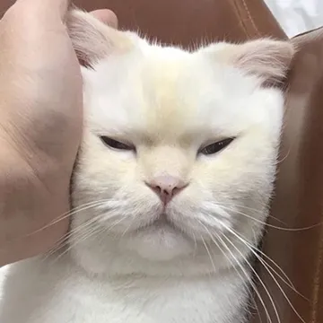 萌耳朵