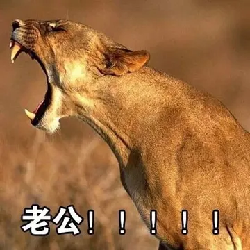 老公（狮子）