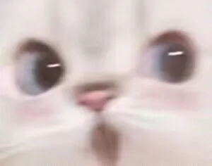 (猫猫表情包)