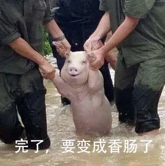 从台风中抢救出来的猪，它内心有很多话要说，我只能帮他表达这些了