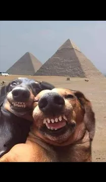 Pyramid dogs