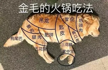 金毛的火锅吃法