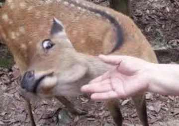 Nope Deer