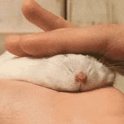 仓鼠小猫
