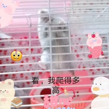 ?仓鼠圆圆的日常生活