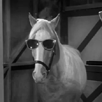 Mr. Ed DEAL WITH IT