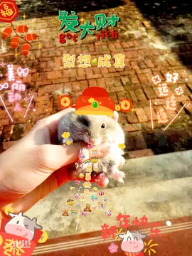 ?仓鼠圆圆的日常生活